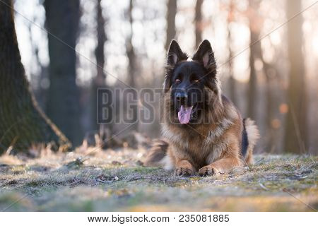 Portrait Of German Shepherd Dog In Spring Morning Sunrie