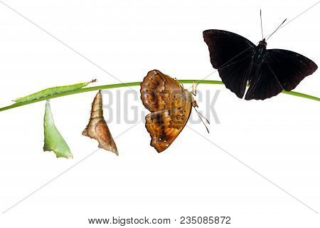 Isolated Transformation From Caterpillar And Chrysalis Of  Male Siamese Black Prince Butterfly Hangi