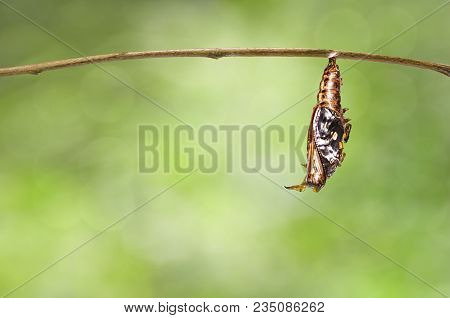 Transformation From Chrysalis Of Black-veined Sergeant Butterfly ( Athyma Ranga ) Hanging On Twig