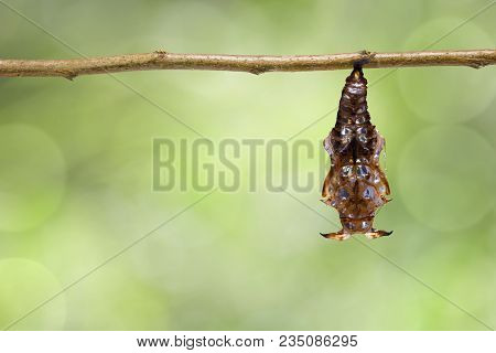 Transformation From Chrysalis Of Black-veined Sergeant Butterfly ( Athyma Ranga ) Hanging On Twig