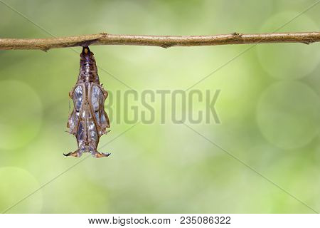 Transformation From Chrysalis Of Black-veined Sergeant Butterfly ( Athyma Ranga ) Hanging On Twig