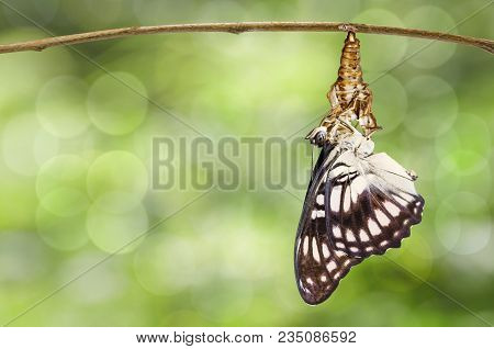 Emerged Of Black-veined Sergeant Butterfly ( Athyma Ranga ) From Crhrysalis Habging On Twig