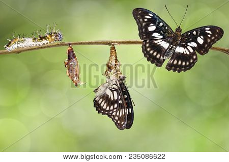 Transformation Of Black-veined Sergeant Butterfly ( Athyma Ranga ) From Caterpillar , Pupa And Emerg