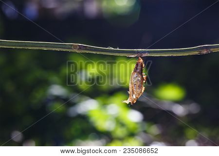Chrysalis Of Black-veined Sergeant Butterfly ( Athyma Ranga ) Hanging On Twig