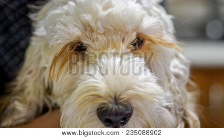 Portrait Of A Fluffy Spoodle Or Cockapoo Dog In Closeup View. The Popular Breed Is A Mix Between Coc