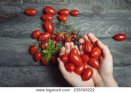 Top View Of Scatted Cherry Tomatoes On A Black Wooden Table With Leaves Of Green Basil. Woman Hands 