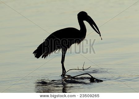 아프리카 Openbill 황새
