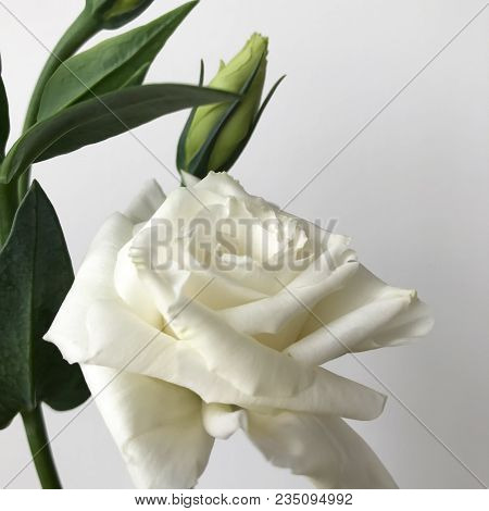 Delicate Bouquet Of Chinese Roses On A White Background.