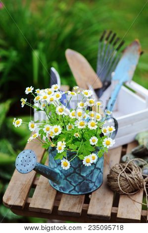 Garden Work Still Life In Summer. Camomile Flowers, Gloves And Toold On Wooden Table Outdoor In Sunn