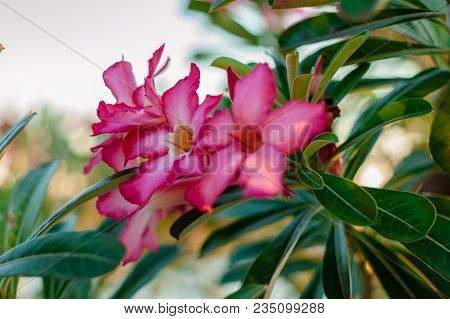 Pink Bignonia Flowers On Background,azalea Flowers .adenium Arabicum Flowers With Water Drops, Nusa 