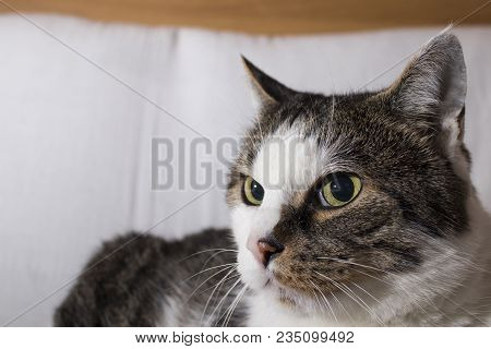 Detailed Cat With Beautiful Eyes In A White Background Composition