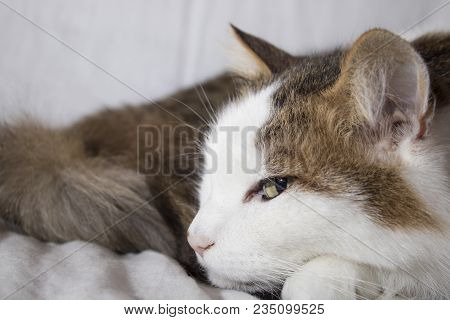 Detailed Cat With Beautiful Eyes In A White Background Composition
