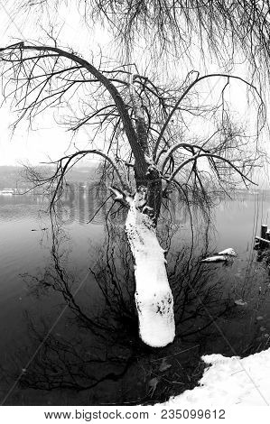 Big Tree With Snow By The Lake In Winter