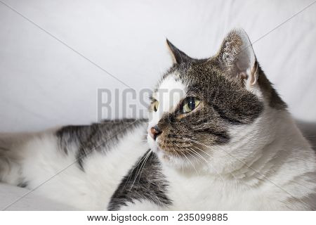 Detailed Cat With Beautiful Eyes In A White Background Composition