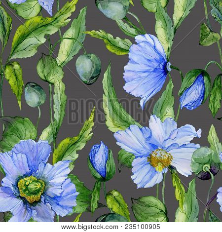 Beautiful Blue Poppy Flowers With Green Leaves On Dark Gray Background. Seamless Floral Pattern. Wat