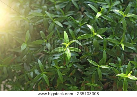 Green Floral Background. Young Green Leaves, Sprouts Or Shoots On The Myrtle Tree. Tree Myrtle. Spri
