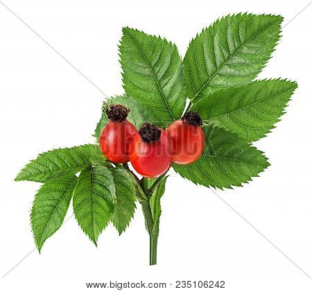 Rosehip Berries With Leaf Isolated On White Background. Clipping Path. Full Depth Of Field.