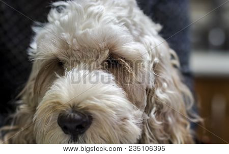 Portrait Of A Fluffy Spoodle Or Cockapoo Dog In Closeup View. The Popular Breed Is A Mix Between Coc