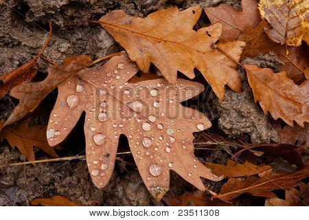 Herbst