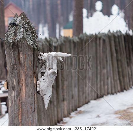 Cow Skull Hanging On An Old Stockade In A Museum