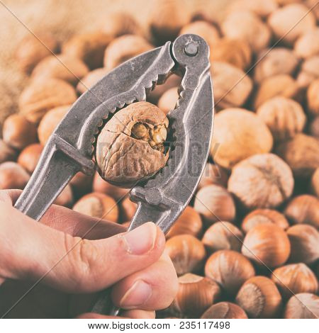 Cracking The Walnut Using Nut Cracker In Man Hand