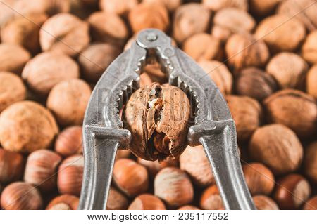 Cracking The Walnut Using A Nut Cracker