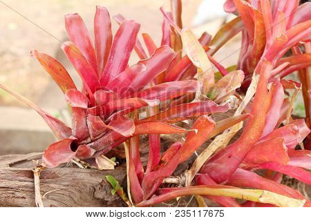 Bromeliad Flower In The Garden With Nature