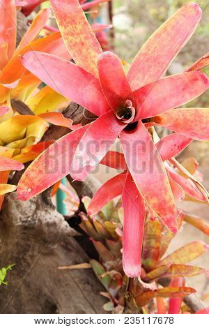 Bromeliad Flower In The Garden With Nature