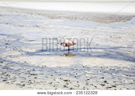 Flamingo At Laguna Hedionda At Andean Altiplano In Bolivia