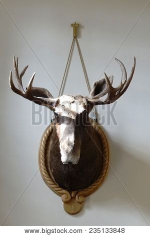 Stuffed Deer Head, Isolated With Clipping Path.