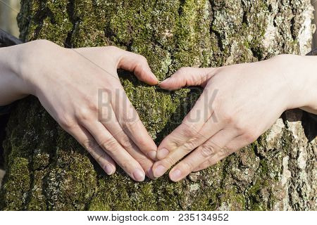Couple Is Putting Their Hands On Tree In A Shape Of Heart