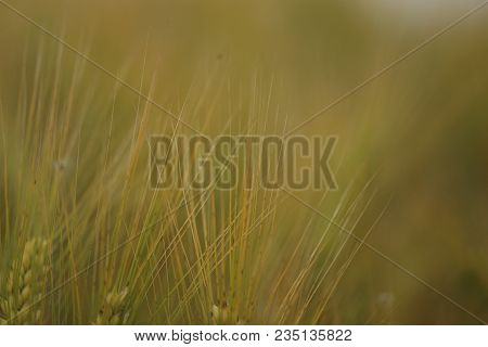 Wheat In The Field. Almost Harvest Time.
