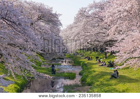 People Picnic And Enjoy Sakura Cherry Blossom  At Tachikawa