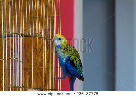 Parrot, Blue Rosella