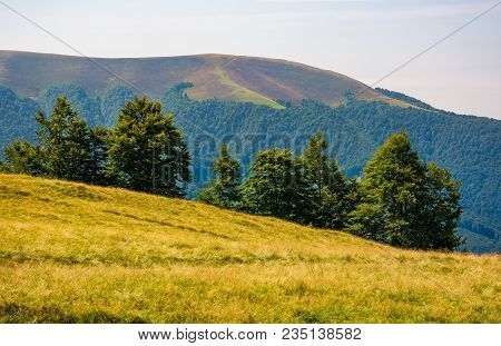 Forested Hills Of Carpathian Mountains. Beautiful Summer Landscape. Beech Trees On A Grassy Hillside