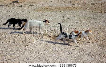Cats In Cyprus. Homeless Animals Concept