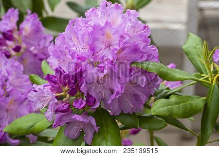 Beautiful Blooming Rhododendron Of The Lavanda Species.