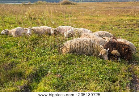 Sleeping Sheeps On The Grass. Pasture On The Meadow.