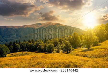 Beech Forest On Grassy Meadows In Mountains At Sunset. Beautiful Landscape At The Foot Of Carpathian