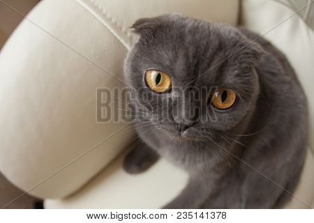 Funny Gray Scottishfold Cat Sitting On Sofa And Looking Up - Domestic Pets Concept.
