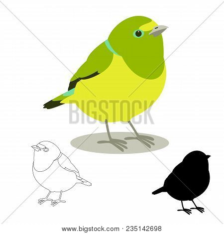 Tanager Chlorophonia Vector Illustration Flat Style Profile Side Black Silhouette