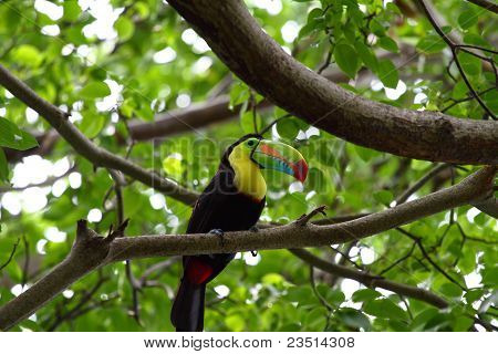 schöne Tucan, sitzen auf einem Ast