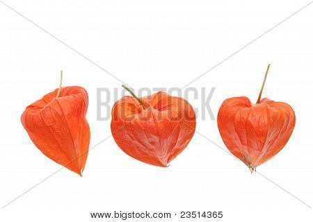 Physalis alkekengi