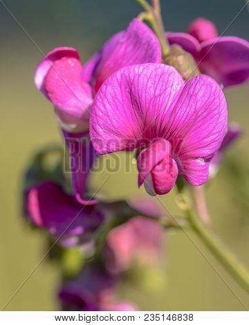 Tuberous Pea (lathyrus Tuberosus) Pink Flowers With Green Bakground