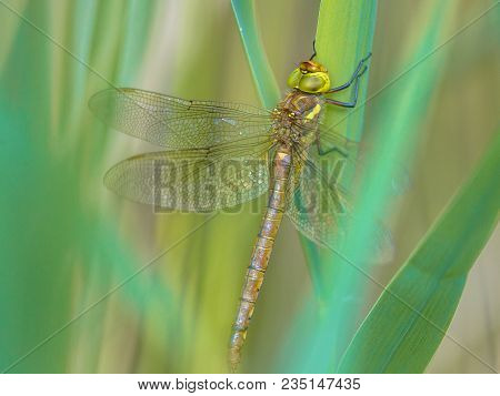Green-eyed Hawker (aeshna Isoceles) Resting On Reed  With Blurred Turqouise Green Background