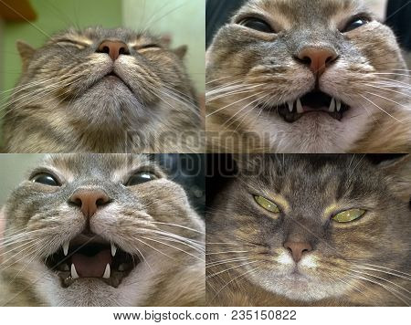 The Head Of A Gray Domestic Cat Closeup In Different Angles
