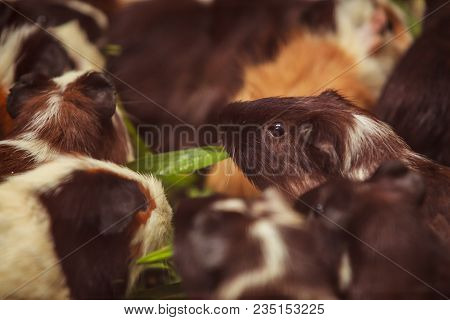 Closeup, Selective Focus On White, Red Brown Guinea Pigs Eating Morning Green Glory Vegetable Pet Fo