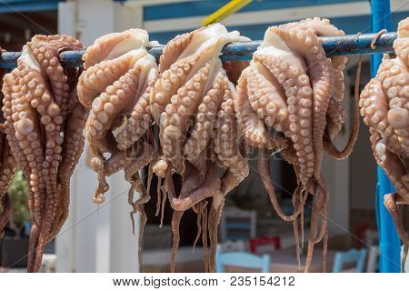 Fresh Octopus Hanging To Dry In The Sun, Traditional Mediterranean Way To Cook Octopuses, Octopoda