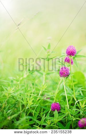 Bright Summer Spring Background With Clover Flowers On Floral Meadow Outdoors. Blooming Clover Plant