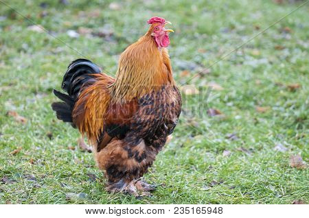 A Big Roostert. The Brahma Breed Has Several Subspecies. This Meat And Decorative Breed Is Prevalent